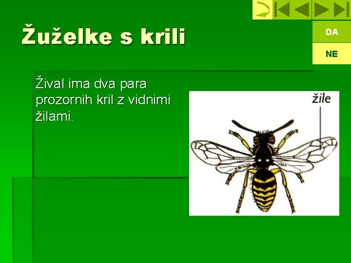 Žuželke s krili Žival ima dva para prozornih kril z vidnimi žilami. DA NE