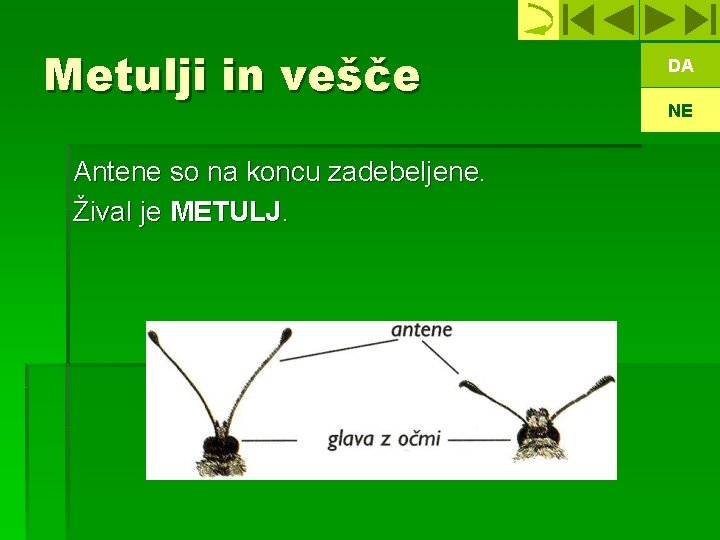 Metulji in vešče Antene so na koncu zadebeljene. Žival je METULJ. DA NE 