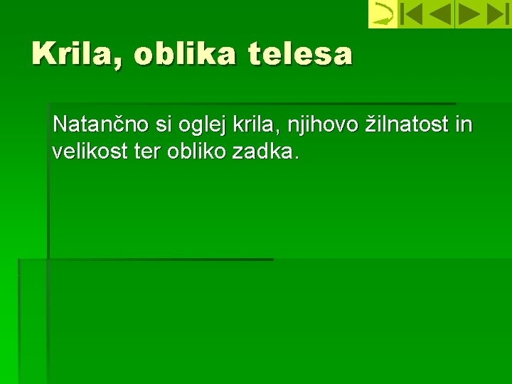 Krila, oblika telesa Natančno si oglej krila, njihovo žilnatost in velikost ter obliko zadka.