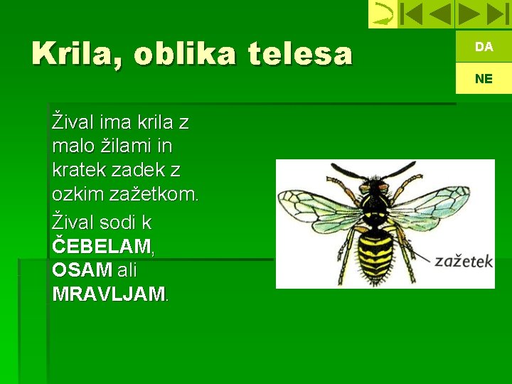 Krila, oblika telesa Žival ima krila z malo žilami in kratek zadek z ozkim
