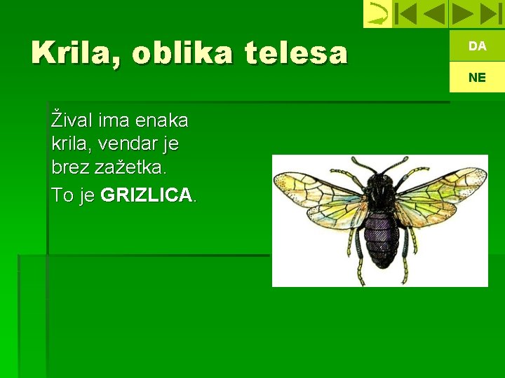 Krila, oblika telesa Žival ima enaka krila, vendar je brez zažetka. To je GRIZLICA.