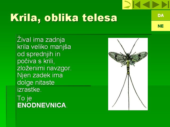 Krila, oblika telesa Žival ima zadnja krila veliko manjša od sprednjih in počiva s