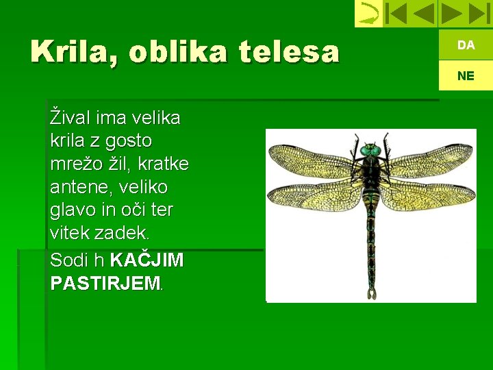 Krila, oblika telesa Žival ima velika krila z gosto mrežo žil, kratke antene, veliko