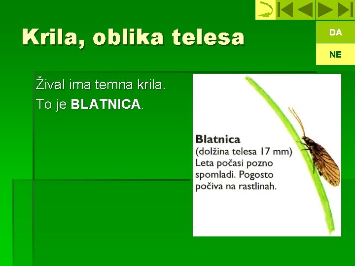 Krila, oblika telesa Žival ima temna krila. To je BLATNICA. DA NE 