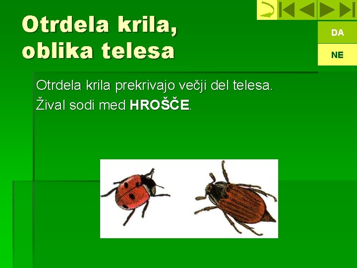 Otrdela krila, oblika telesa Otrdela krila prekrivajo večji del telesa. Žival sodi med HROŠČE.