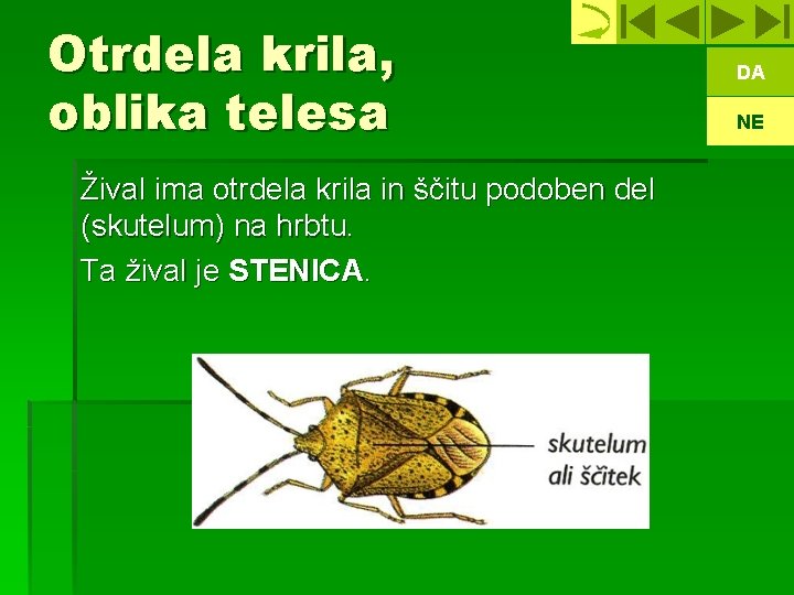 Otrdela krila, oblika telesa Žival ima otrdela krila in ščitu podoben del (skutelum) na