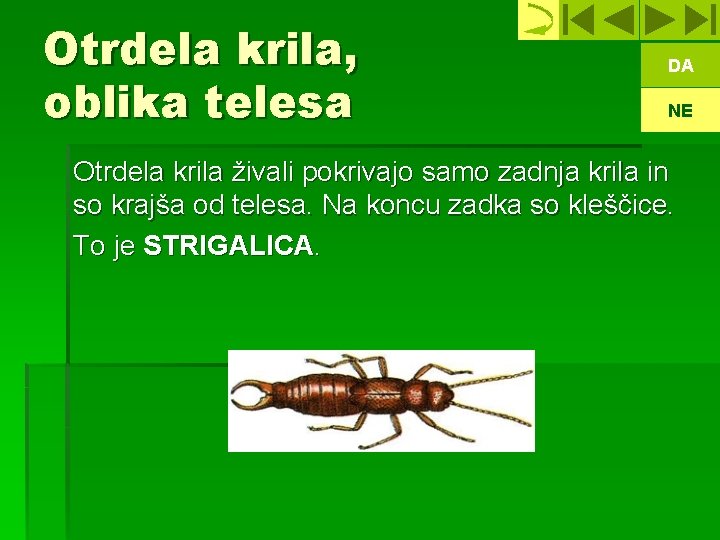 Otrdela krila, oblika telesa DA NE Otrdela krila živali pokrivajo samo zadnja krila in