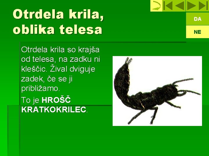 Otrdela krila, oblika telesa Otrdela krila so krajša od telesa, na zadku ni kleščic.