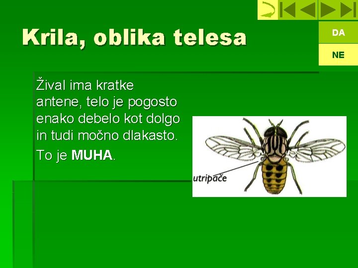 Krila, oblika telesa Žival ima kratke antene, telo je pogosto enako debelo kot dolgo