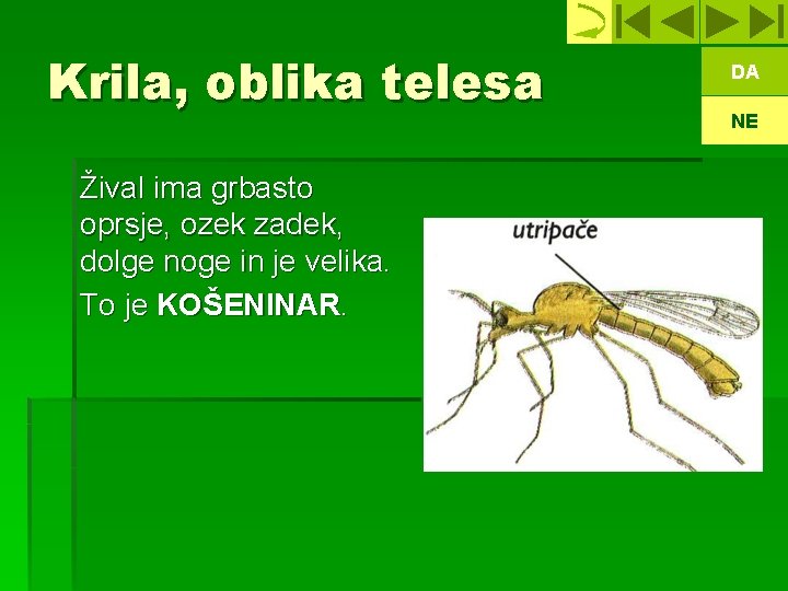 Krila, oblika telesa Žival ima grbasto oprsje, ozek zadek, dolge noge in je velika.