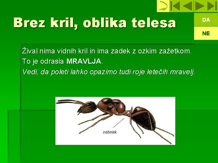 Brez kril, oblika telesa Žival nima vidnih kril in ima zadek z ozkim zažetkom.