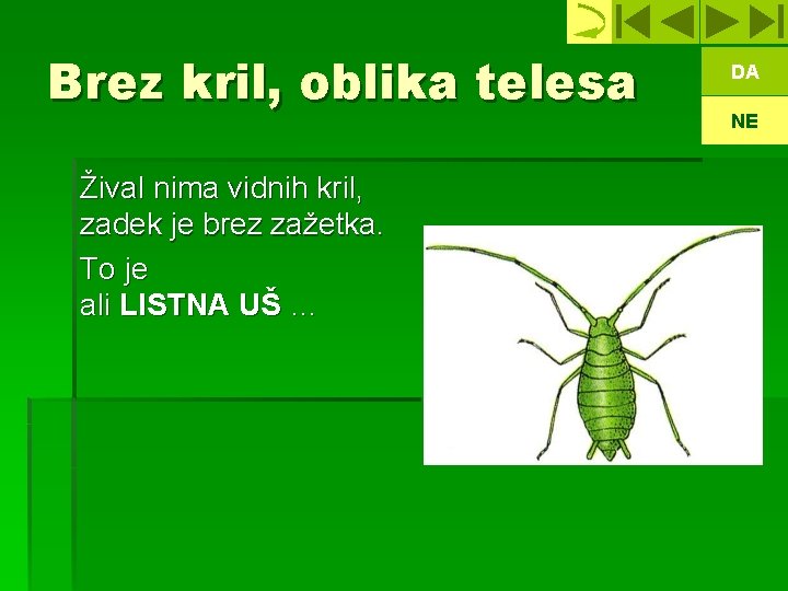 Brez kril, oblika telesa Žival nima vidnih kril, zadek je brez zažetka. To je