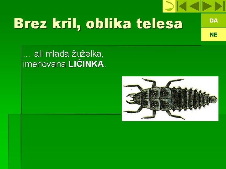 Brez kril, oblika telesa … ali mlada žuželka, imenovana LIČINKA. DA NE 