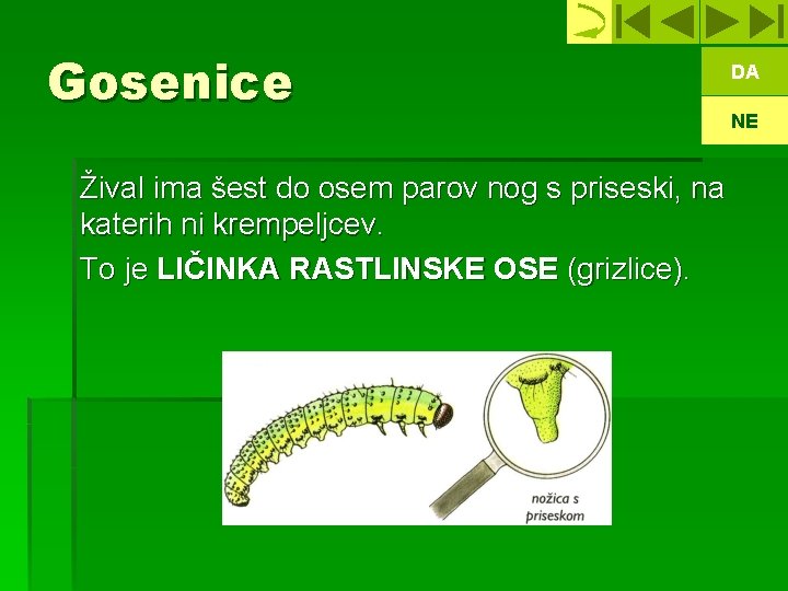 Gosenice Žival ima šest do osem parov nog s priseski, na katerih ni krempeljcev.