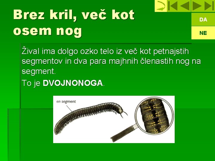 Brez kril, več kot osem nog DA NE Žival ima dolgo ozko telo iz