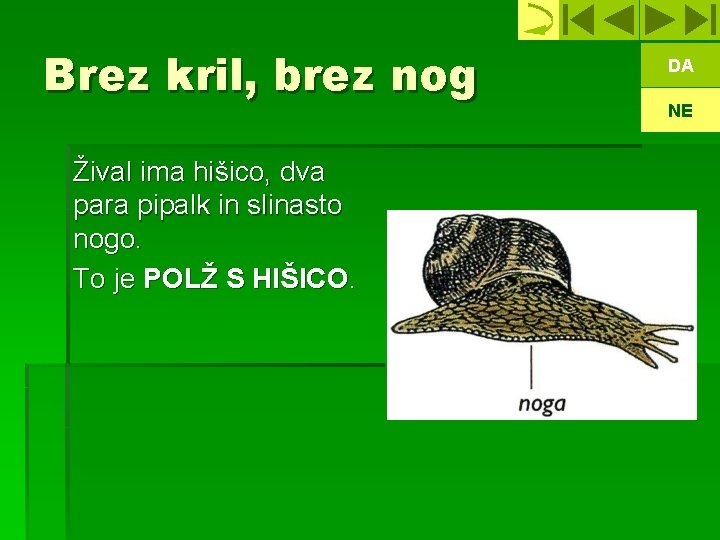 Brez kril, brez nog Žival ima hišico, dva para pipalk in slinasto nogo. To