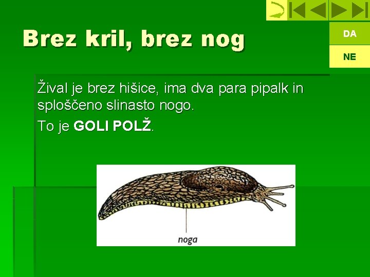 Brez kril, brez nog Žival je brez hišice, ima dva para pipalk in sploščeno