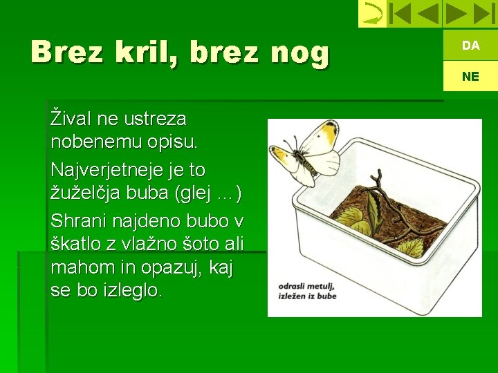 Brez kril, brez nog Žival ne ustreza nobenemu opisu. Najverjetneje je to žuželčja buba