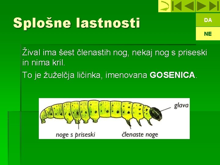 Splošne lastnosti DA NE Žival ima šest členastih nog, nekaj nog s priseski in