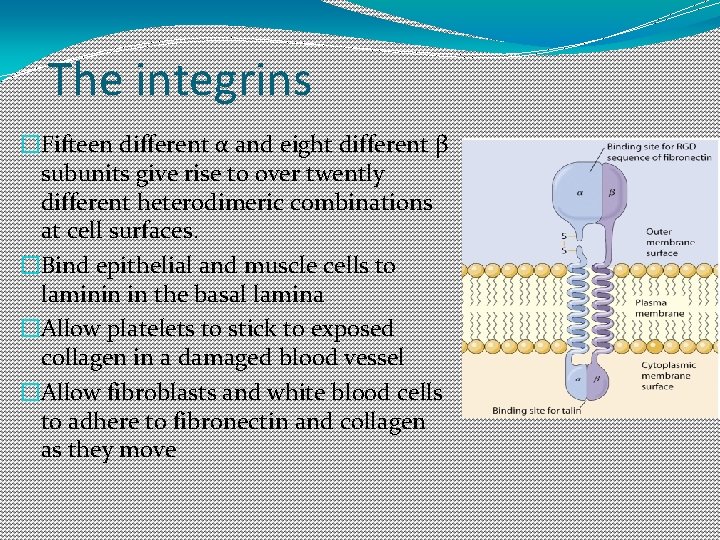 The integrins �Fifteen different α and eight different β subunits give rise to over The integrins �Fifteen different α and eight different β subunits give rise to over