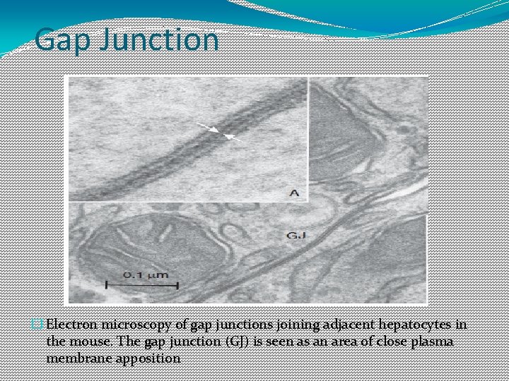 Gap Junction � Electron microscopy of gap junctions joining adjacent hepatocytes in the mouse. Gap Junction � Electron microscopy of gap junctions joining adjacent hepatocytes in the mouse.