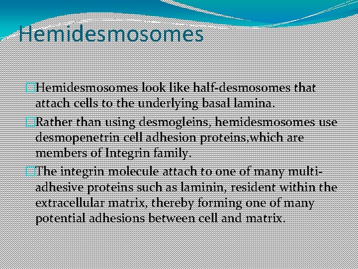 Hemidesmosomes �Hemidesmosomes look like half-desmosomes that attach cells to the underlying basal lamina. �Rather Hemidesmosomes �Hemidesmosomes look like half-desmosomes that attach cells to the underlying basal lamina. �Rather