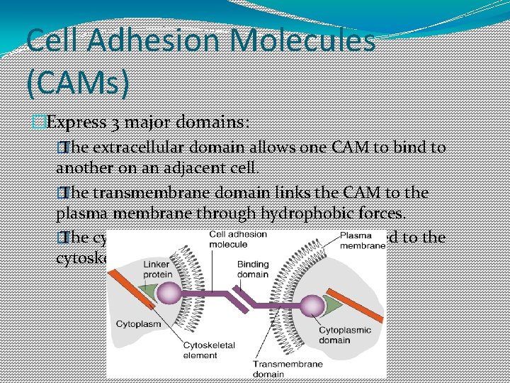 Cell Adhesion Molecules (CAMs) �Express 3 major domains: � The extracellular domain allows one Cell Adhesion Molecules (CAMs) �Express 3 major domains: � The extracellular domain allows one