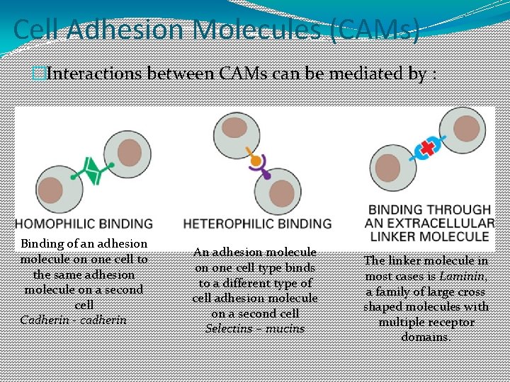 Cell Adhesion Molecules (CAMs) �Interactions between CAMs can be mediated by : Binding of Cell Adhesion Molecules (CAMs) �Interactions between CAMs can be mediated by : Binding of