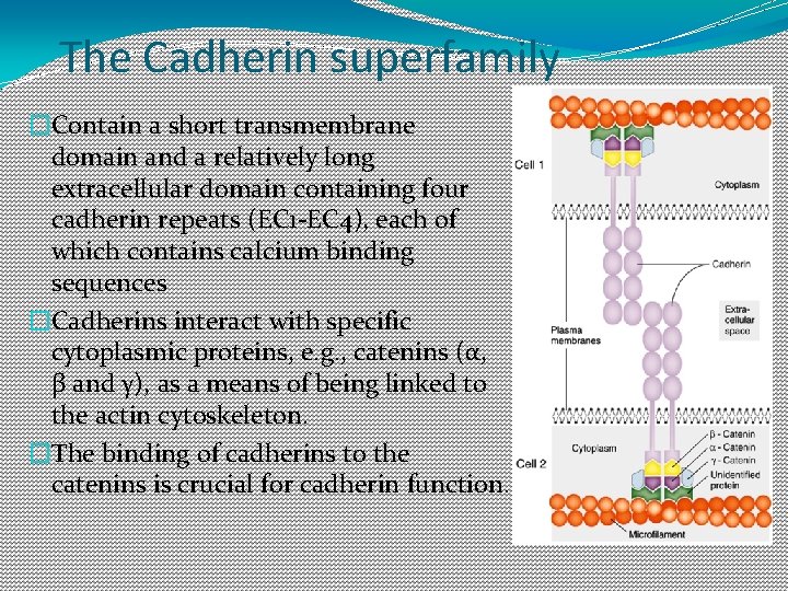 The Cadherin superfamily �Contain a short transmembrane domain and a relatively long extracellular domain The Cadherin superfamily �Contain a short transmembrane domain and a relatively long extracellular domain