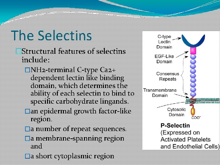 The Selectins �Structural features of selectins include: �NH 2 -terminal C-type Ca 2+ dependent The Selectins �Structural features of selectins include: �NH 2 -terminal C-type Ca 2+ dependent