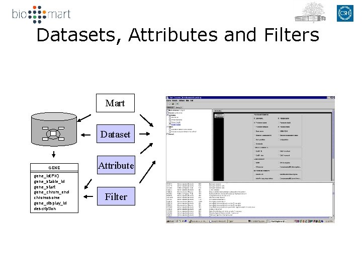 Datasets, Attributes and Filters Mart Dataset GENE gene_id(PK) gene_stable_id gene_start gene_chrom_end chromosome gene_display_id description