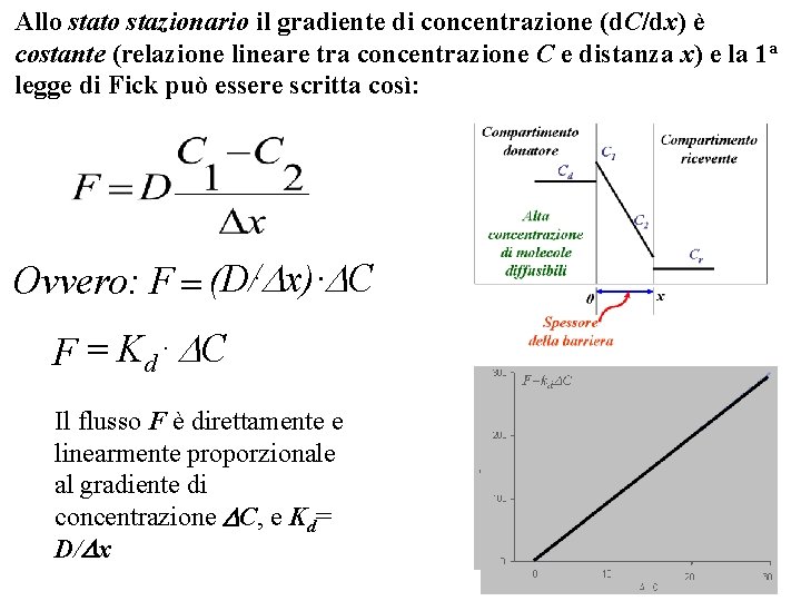 Allo stato stazionario il gradiente di concentrazione (d. C/dx) è costante (relazione lineare tra