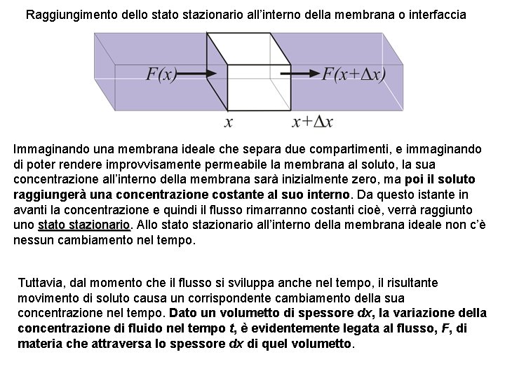 Raggiungimento dello stato stazionario all’interno della membrana o interfaccia Immaginando una membrana ideale che