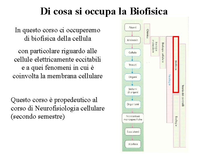 Di cosa si occupa la Biofisica In questo corso ci occuperemo di biofisica della