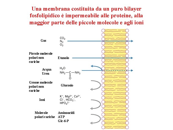 Una membrana costituita da un puro bilayer fosfolipidico è impermeabile alle proteine, alla maggior