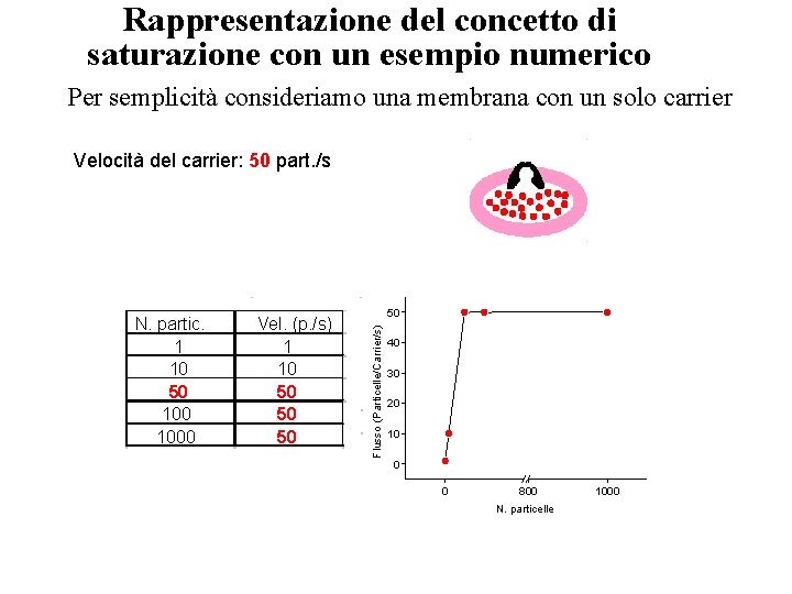 Rappresentazione del concetto di saturazione con un esempio numerico Per semplicità consideriamo una membrana