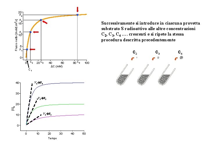 2 Flusso netto [moli/(cm ×s] 20 F 4 F 3 15 Successivamente si introduce