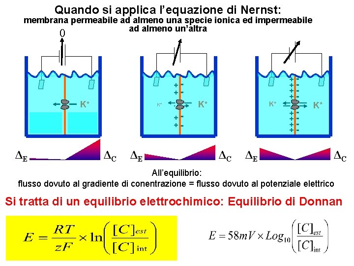 Quando si applica l’equazione di Nernst: membrana permeabile ad almeno una specie ionica ed