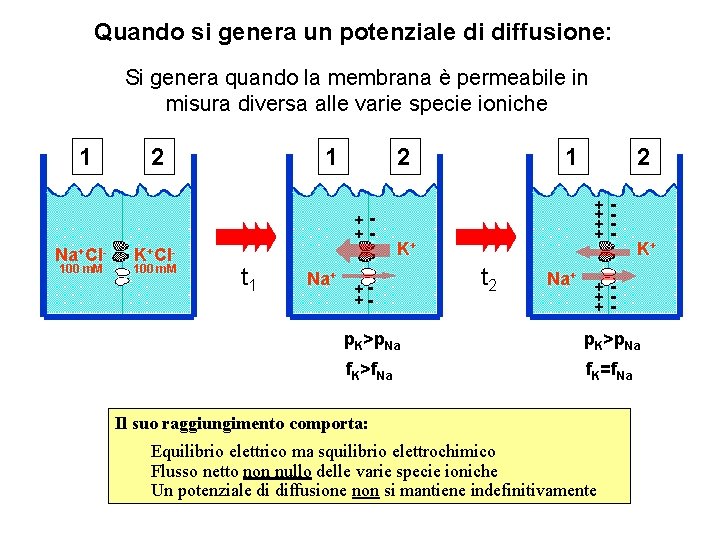 Quando si genera un potenziale di diffusione: Si genera quando la membrana è permeabile