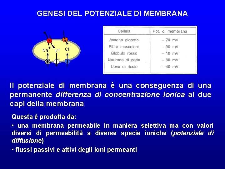 GENESI DEL POTENZIALE DI MEMBRANA Na + K+ Cl - Il potenziale di membrana