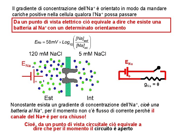 Il gradiente di concentrazione dell’Na+ è orientato in modo da mandare cariche positive nella