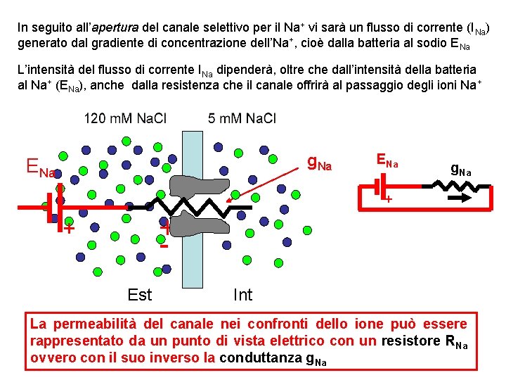 In seguito all’apertura del canale selettivo per il Na+ vi sarà un flusso di