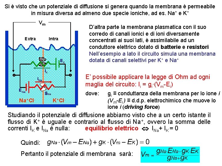 Si è visto che un potenziale di diffusione si genera quando la membrana è