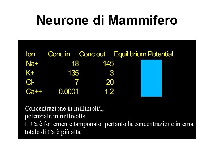 Neurone di Mammifero Concentrazione in millimoli/l, potenziale in millivolts. Il Ca è fortemente tamponato;