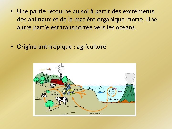 • Une partie retourne au sol à partir des excréments des animaux et • Une partie retourne au sol à partir des excréments des animaux et