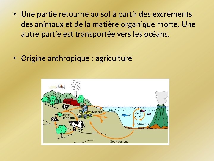  • Une partie retourne au sol à partir des excréments des animaux et