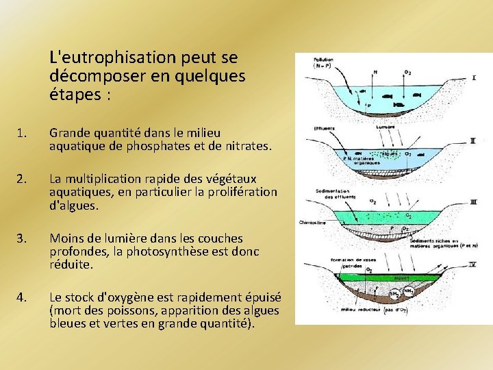 L'eutrophisation peut se décomposer en quelques étapes : 1. Grande quantité dans le milieu