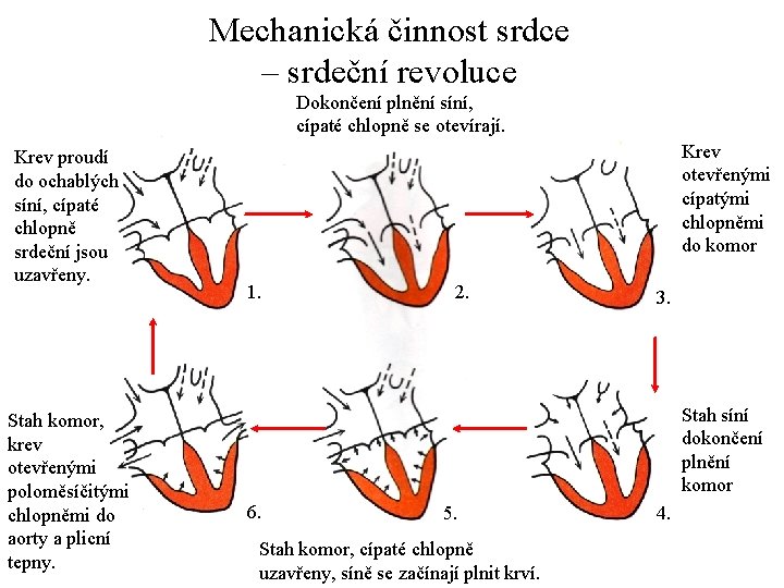 Mechanická činnost srdce – srdeční revoluce Dokončení plnění síní, cípaté chlopně se otevírají. Krev