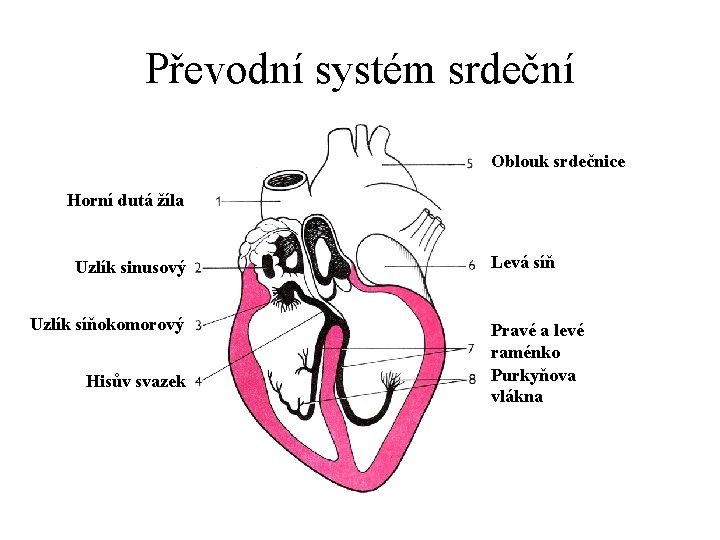 Převodní systém srdeční Oblouk srdečnice Horní dutá žíla Uzlík sinusový Uzlík síňokomorový Hisův svazek