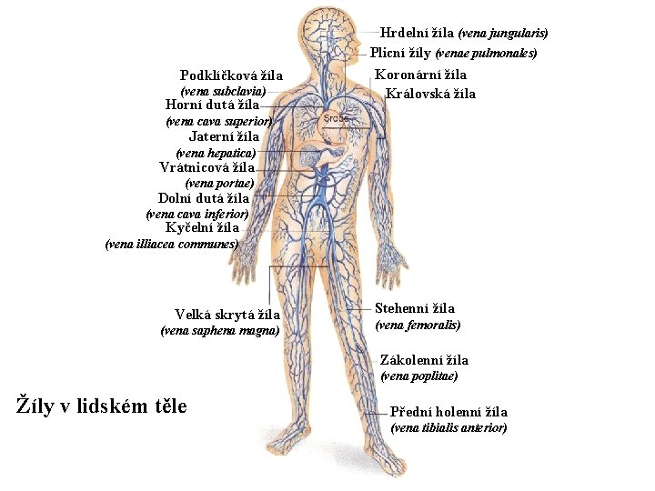 Podklíčková žíla (vena subclavia) Horní dutá žíla Hrdelní žíla (vena jungularis) Plicní žíly (venae